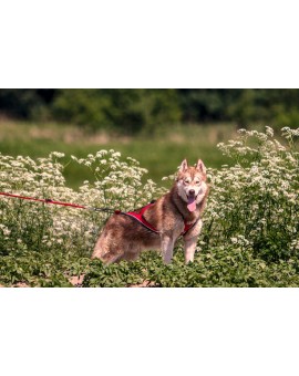 Harnais Regular Léger+ X-Back - KIIR-O