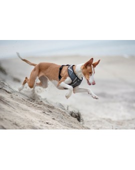 Harnais Scout London gris