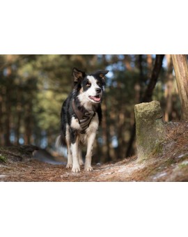 Harnais Scout London marron/gris