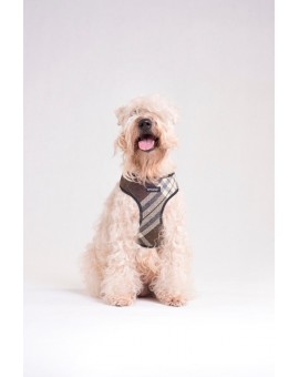 Harnais + Laisse Scout London