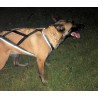 Harnais Regular X-Back pour chien