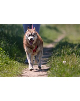 Harnais Regular X-Back pour chien