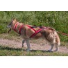Harnais Regular X-Back pour chien