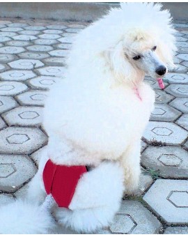 Culotte Hygiénique de Protection pour Chienne Chatte Chat Chiot