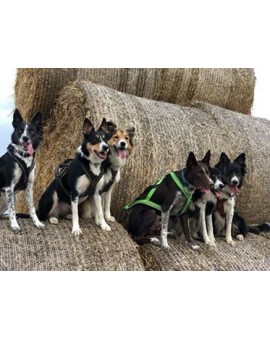 Harnais Regular Léger+ X-Back - KIIR-O