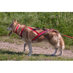 Kit Canicross Loisir complet: Ceinture+Laisse amortisseur 2-2,5m+Harnais X-back - Noir