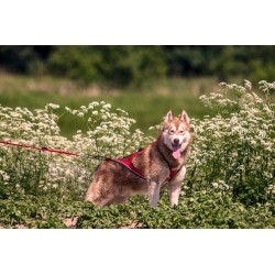 Kit Canicross Loisir complet: Ceinture+Laisse amortisseur 2-2,5m+Harnais X-back - Rouge