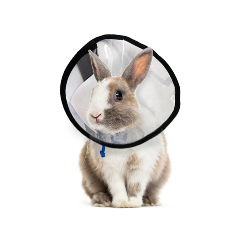 Collerette, Cône de récupération et Protection pour Lapin, Petit Chat - Réglable Plastique Souple Doux Clair