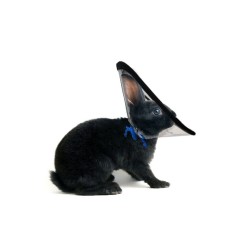Collerette, Cône de récupération et Protection pour Lapin, Petit Chat - Réglable Plastique Souple Doux Clair
