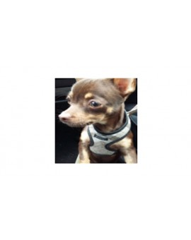 Harnais Scout London marron/gris