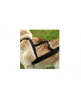 Harnais Regular X-Back pour chien