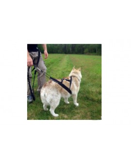 Harnais Regular X-Back pour chien