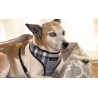 Harnais Scout London gris