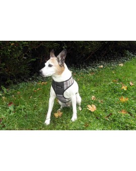 Harnais Scout London graphite