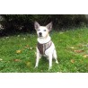 Harnais Scout London marron/gris