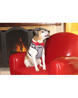 Harnais Scout London gris