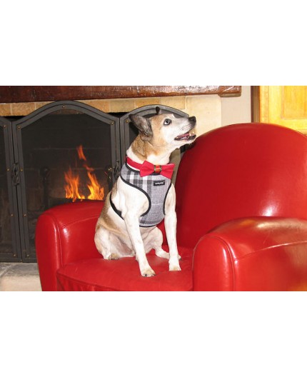 Harnais Scout London gris