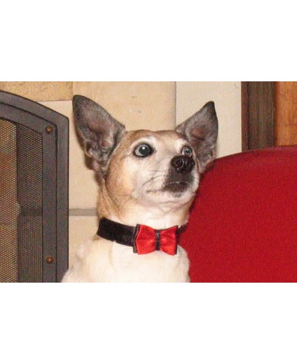 Noeud papillon rouge Scot