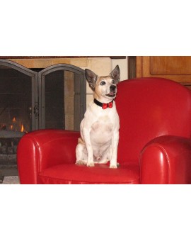 Noeud papillon rouge Scot