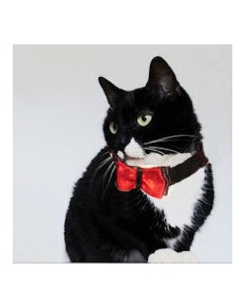 Noed papillon rouge pour chat