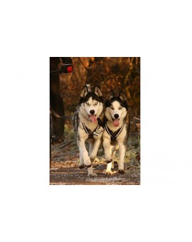 Harnais Athletic X-Back pour un chien musclé