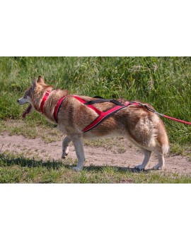 Harnais Regular Léger+ X-Back - KIIR-O